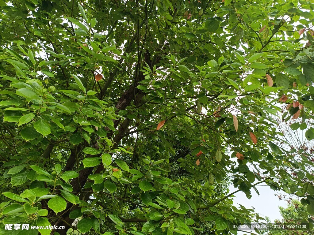 繁茂绿树展现自然生机