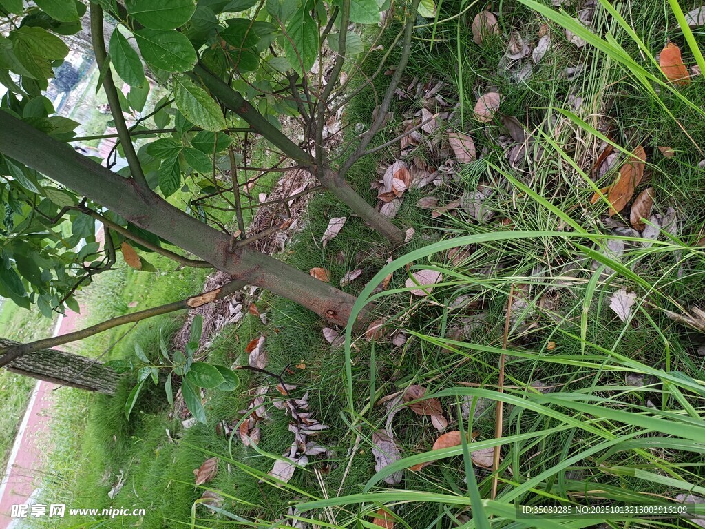 林间繁茂草木景观