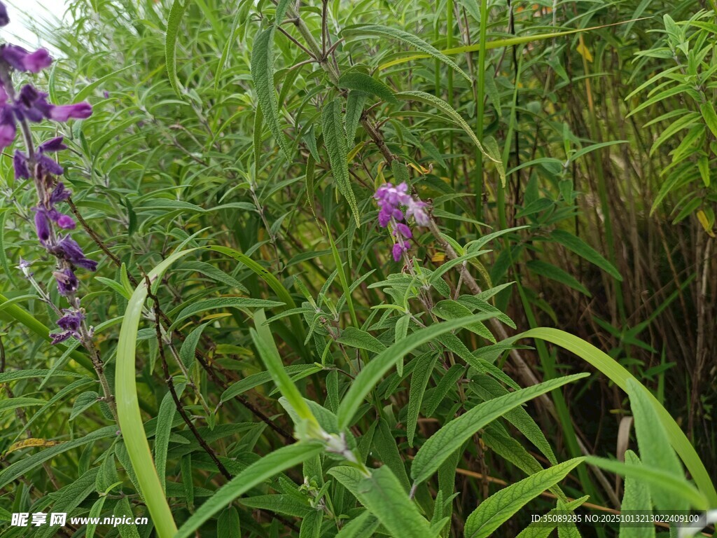 野外紫色花草与绿植景观