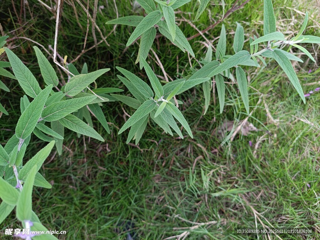 野外生长的绿色植物
