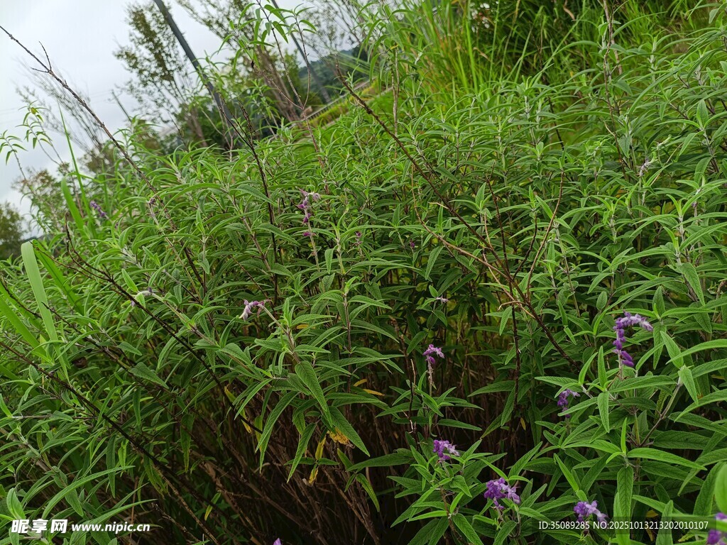 繁茂绿植中的紫色小花