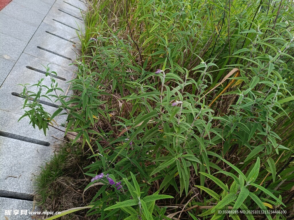 路边茂盛的绿色野草