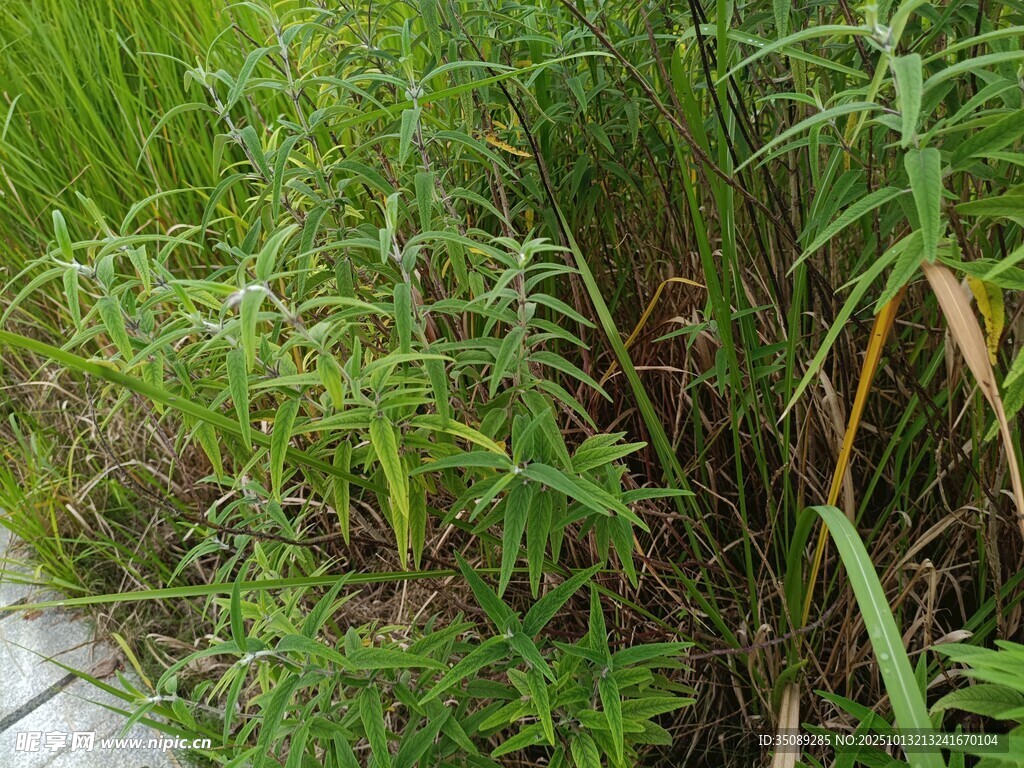 小径旁的繁茂绿色植物