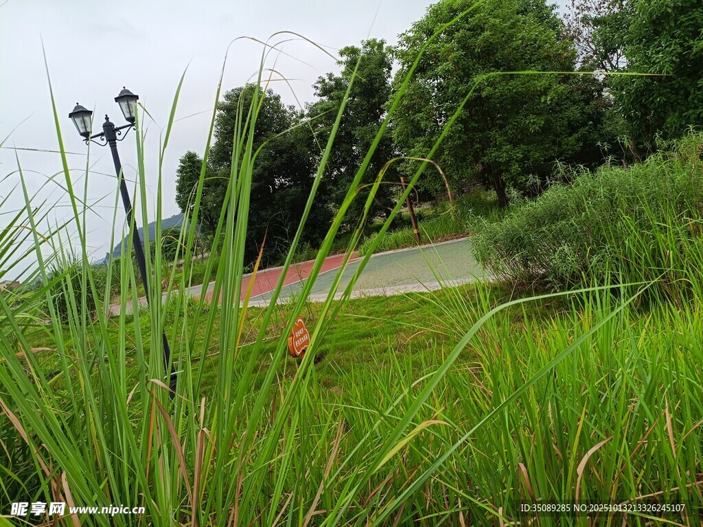 郊外葱郁草地与绿植景观