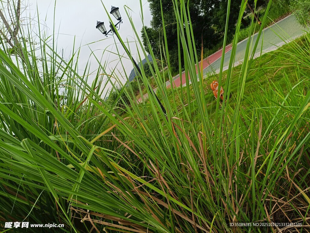 草丛近景
