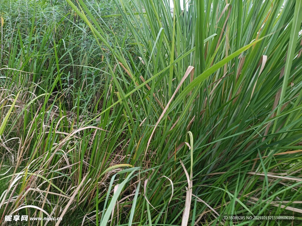 茂密丛生的绿色野草