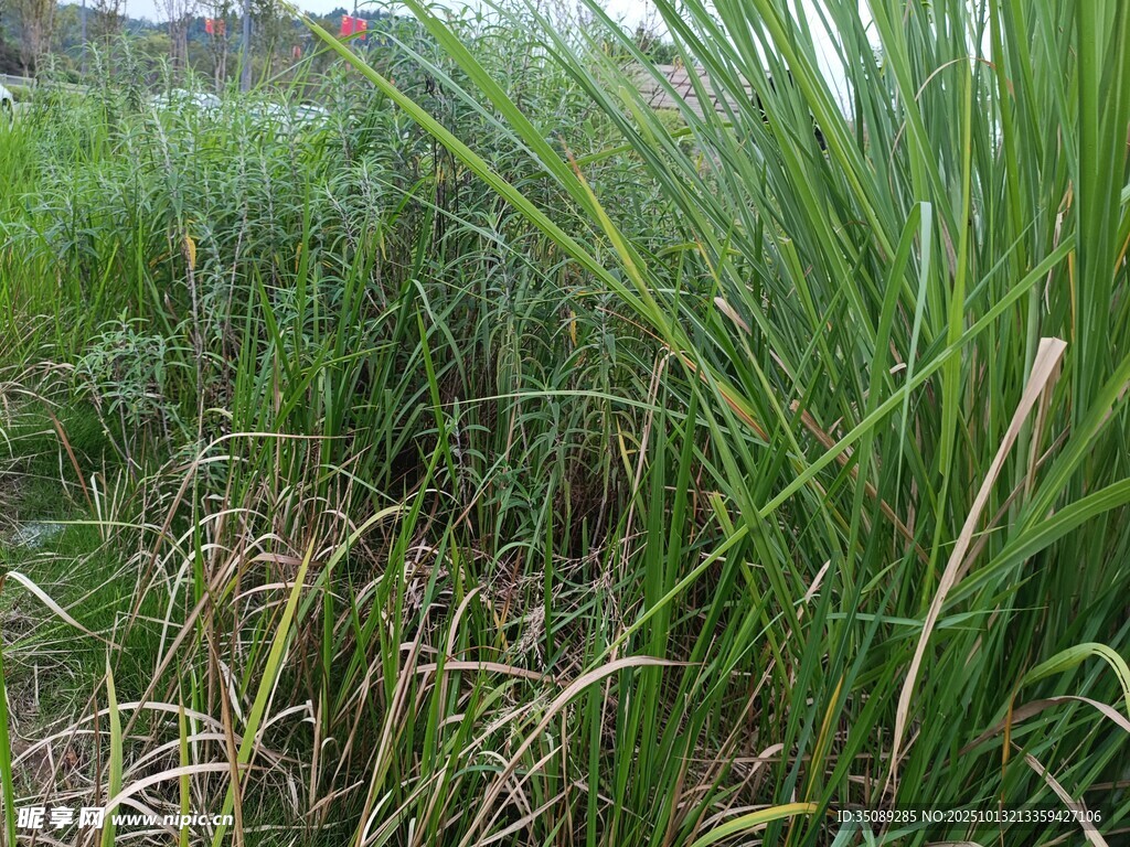 野外茂盛的绿色草丛