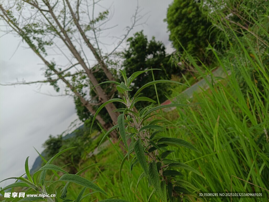 山间葱郁草木与朦胧天空