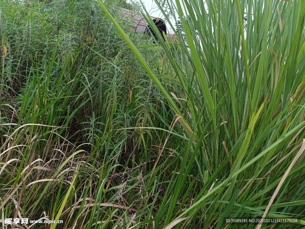 野外茂盛的绿色草丛