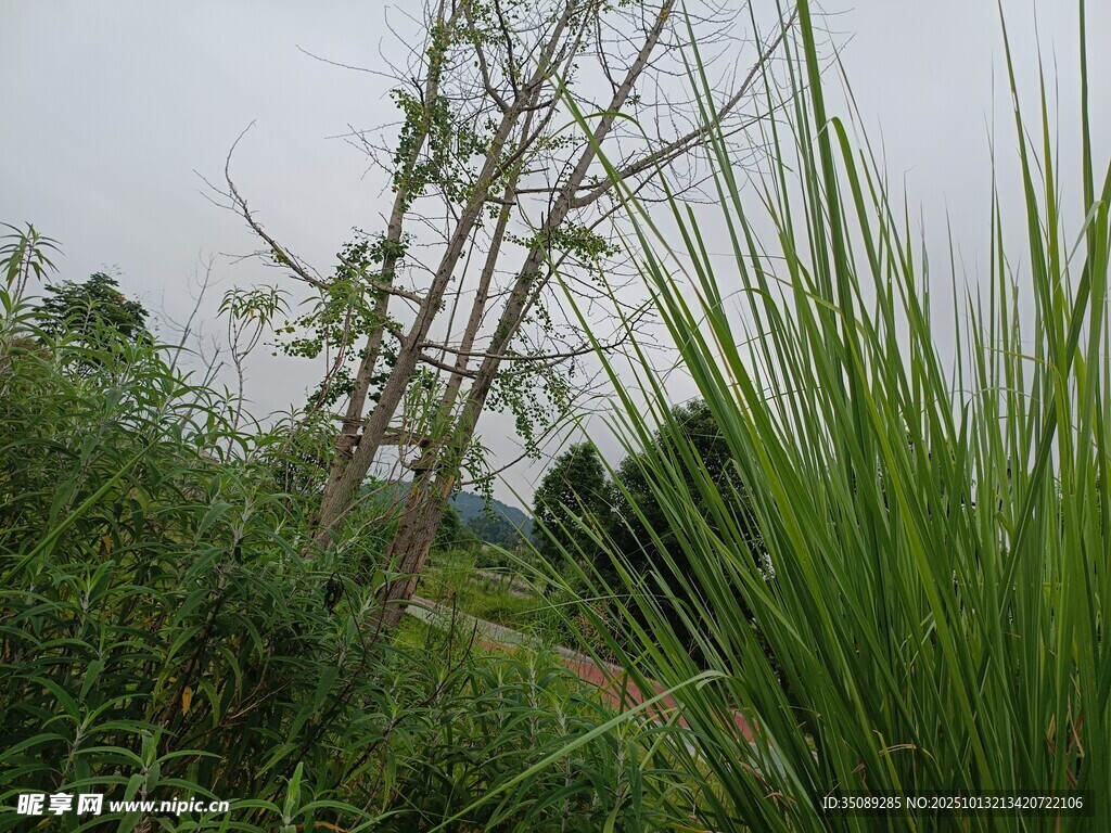 野外繁茂草木景观