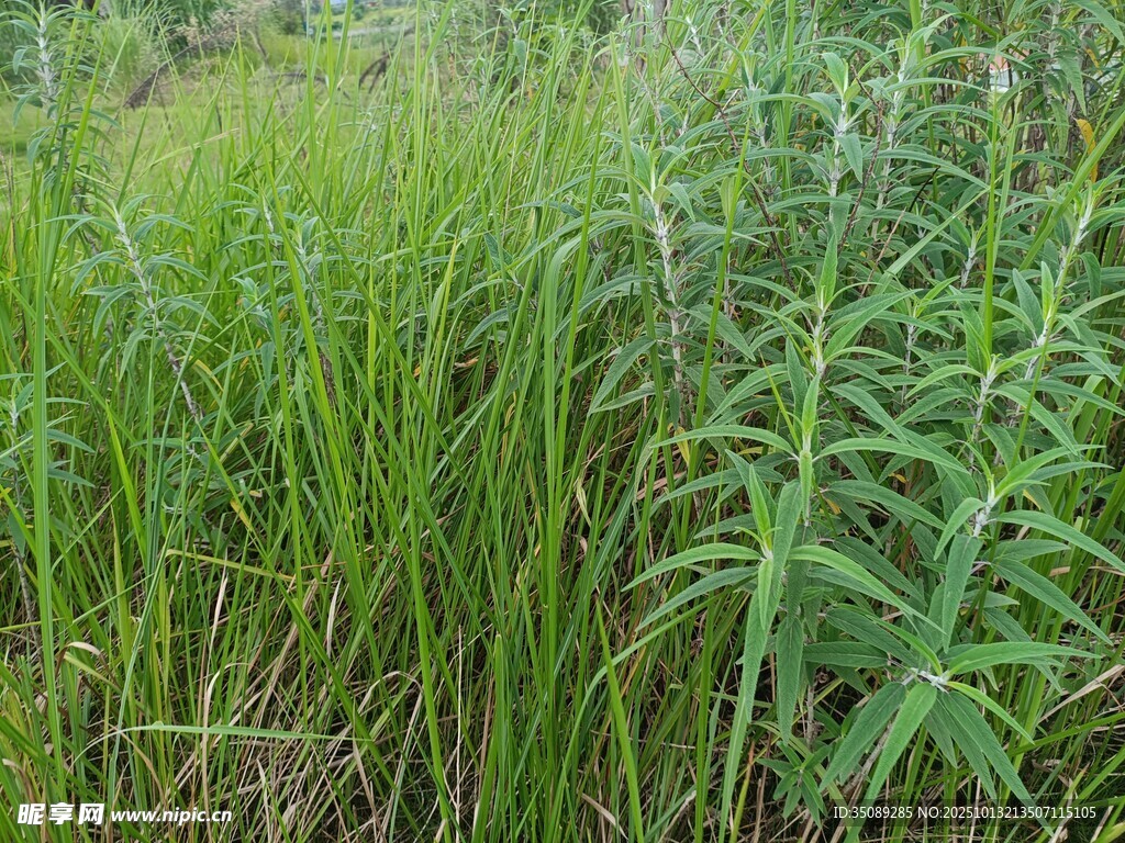野外茂盛的绿色植物景观