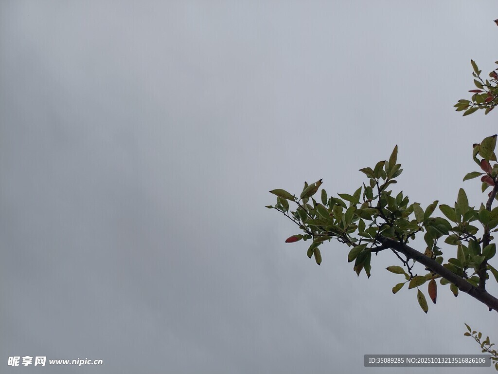 枝头嫩叶衬灰蒙天空