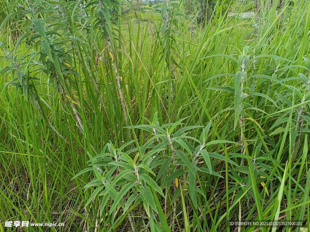 野外茂盛的绿色草丛