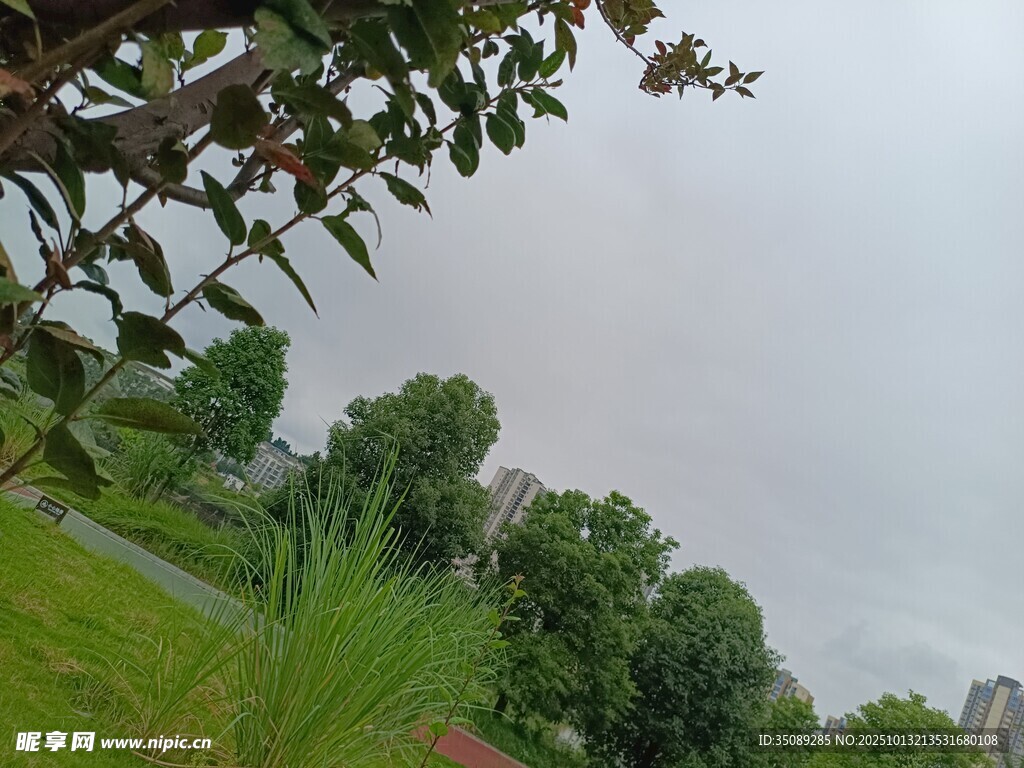 户外绿植与朦胧天空景象