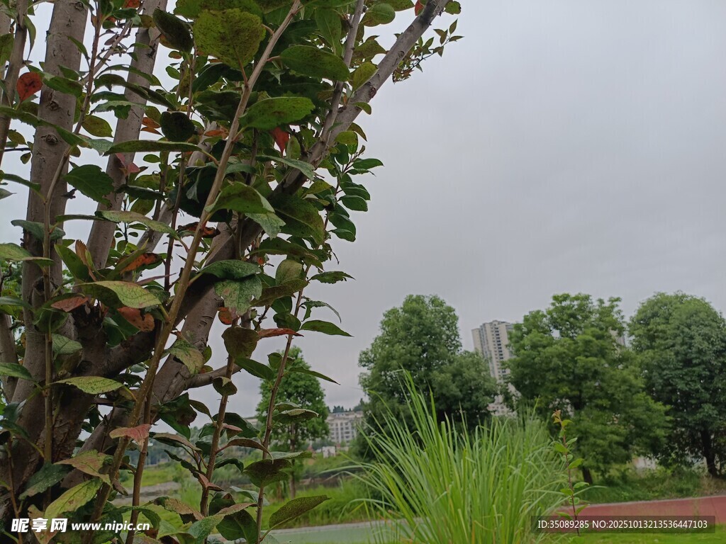 户外绿植景观