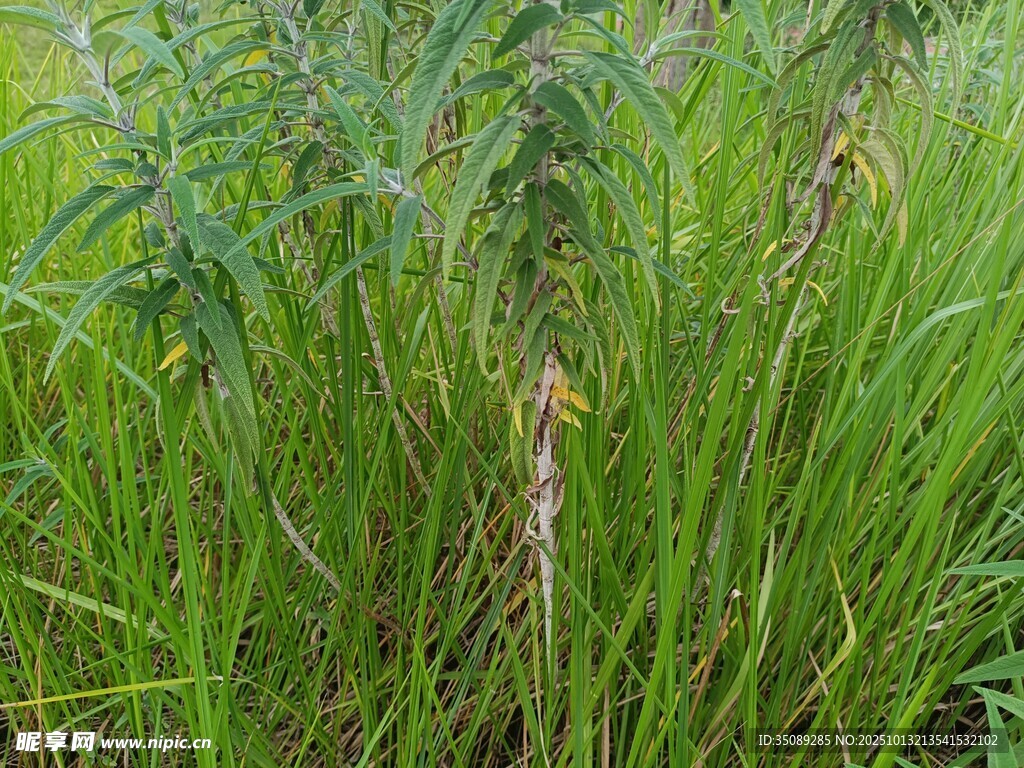 茂盛的绿色草丛景观