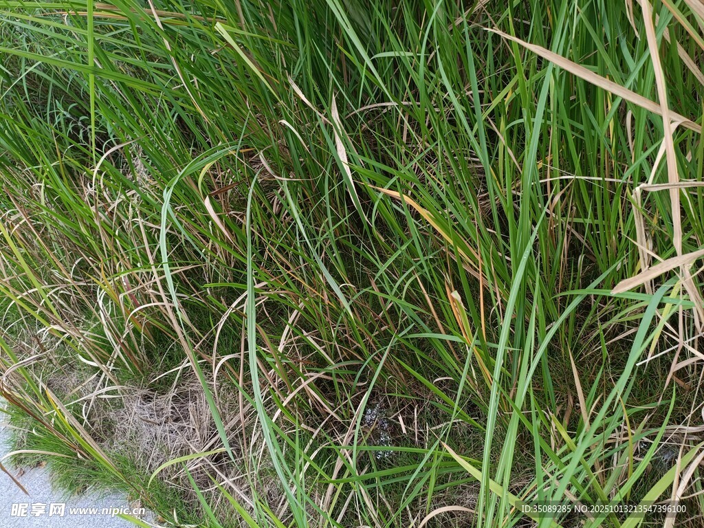 路边茂盛的绿色草丛