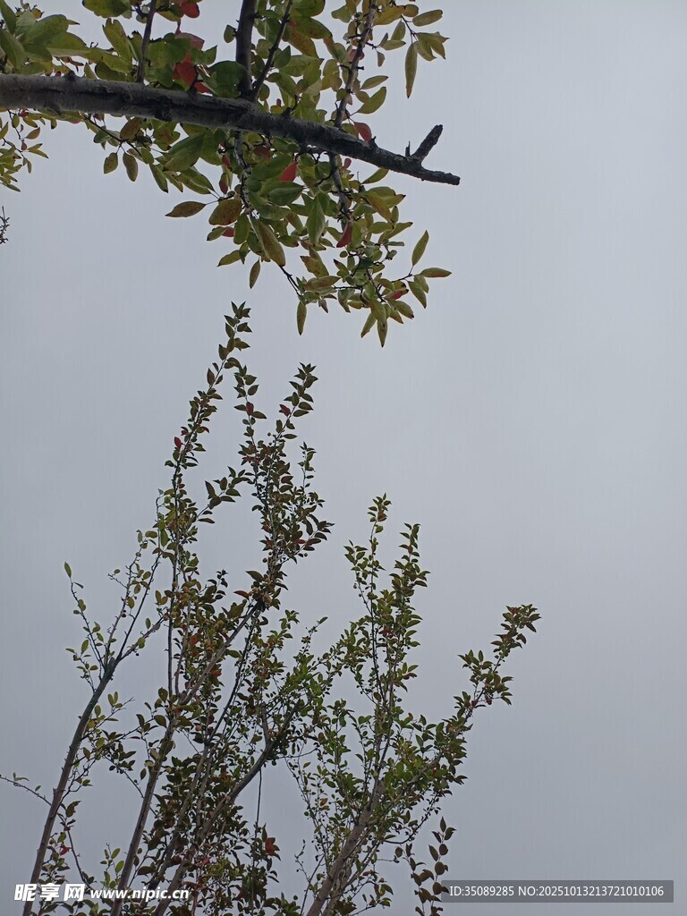 枝头新绿春日树梢景致
