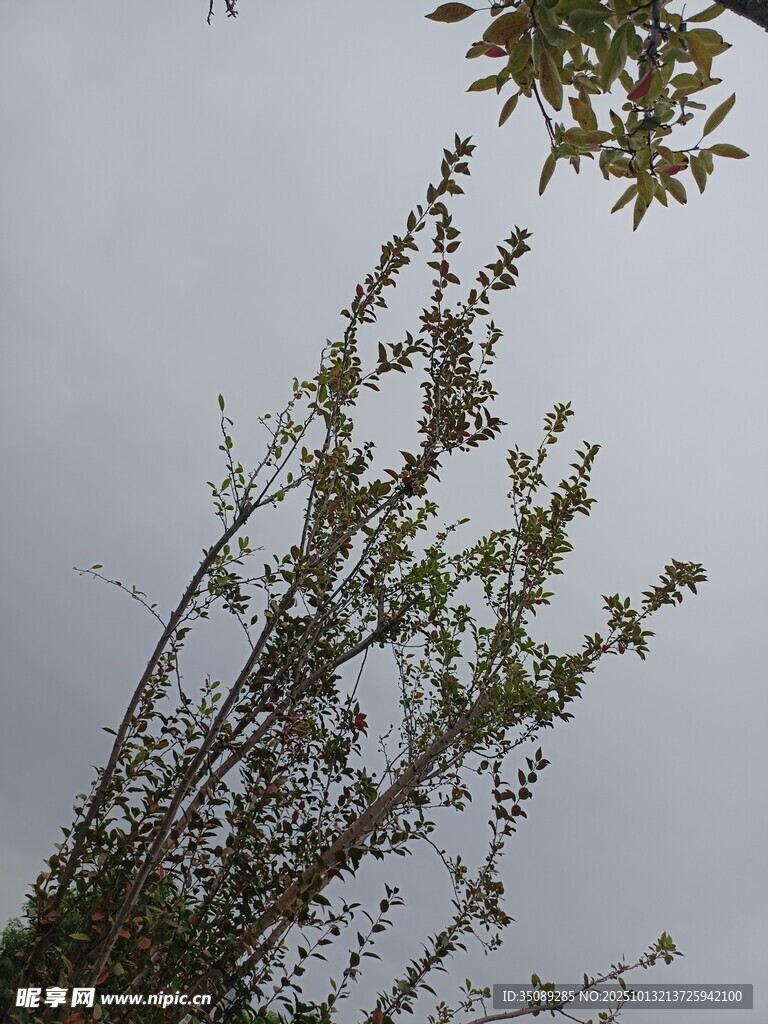 向上生长的绿植枝丫