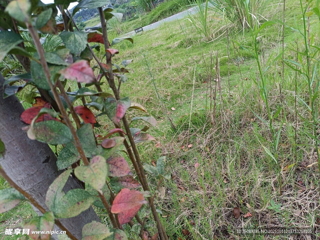 绿叶红果的植物景观