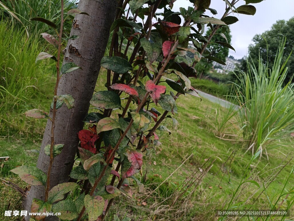 果园里结满果实的苹果树