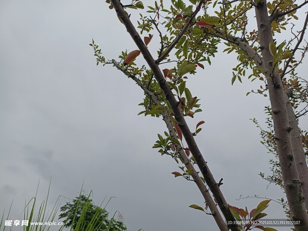 雨中带叶的树木枝干