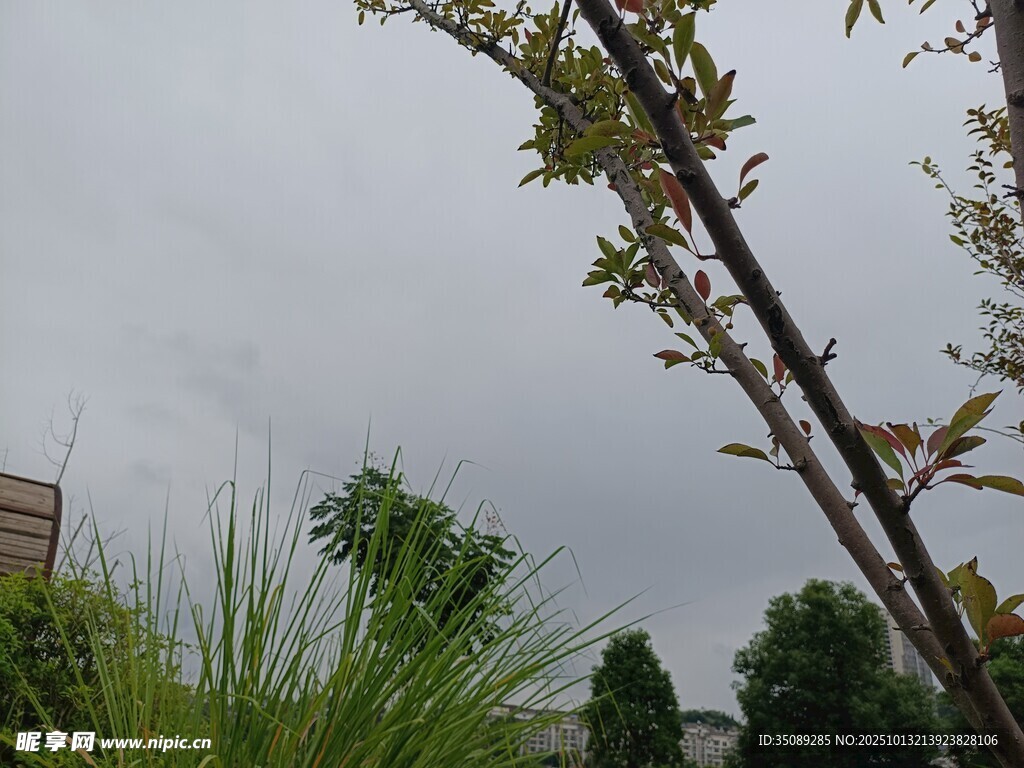雨中新枝与绿植景观