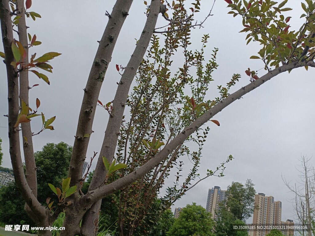 枝头新绿绽城市春景初显
