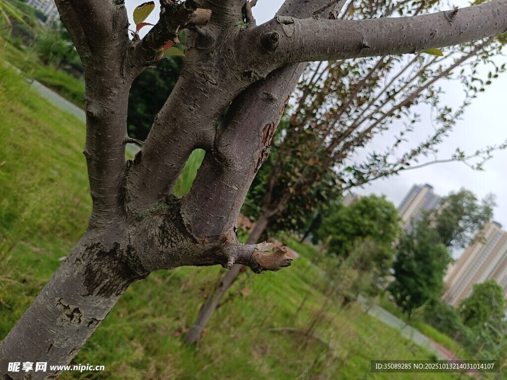 弯曲树干与周边绿意景象