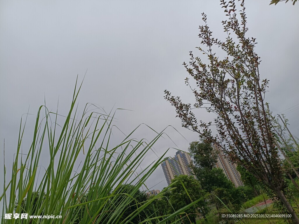 户外绿植与朦胧天空景象