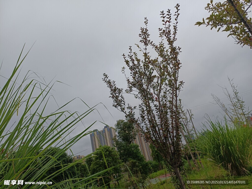 雨中花草与远处建筑