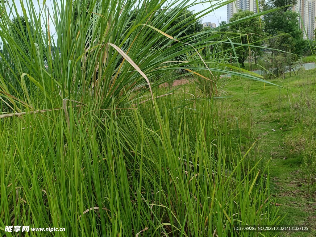 翠绿草地中的自然景致