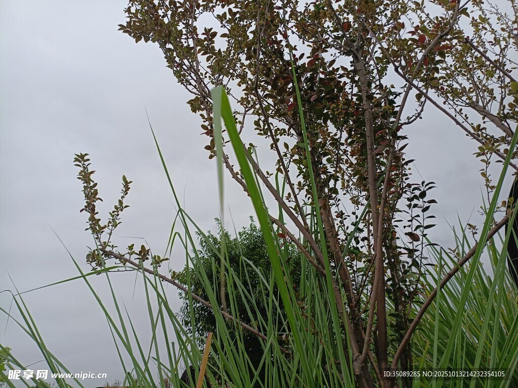 野外绿植特写
