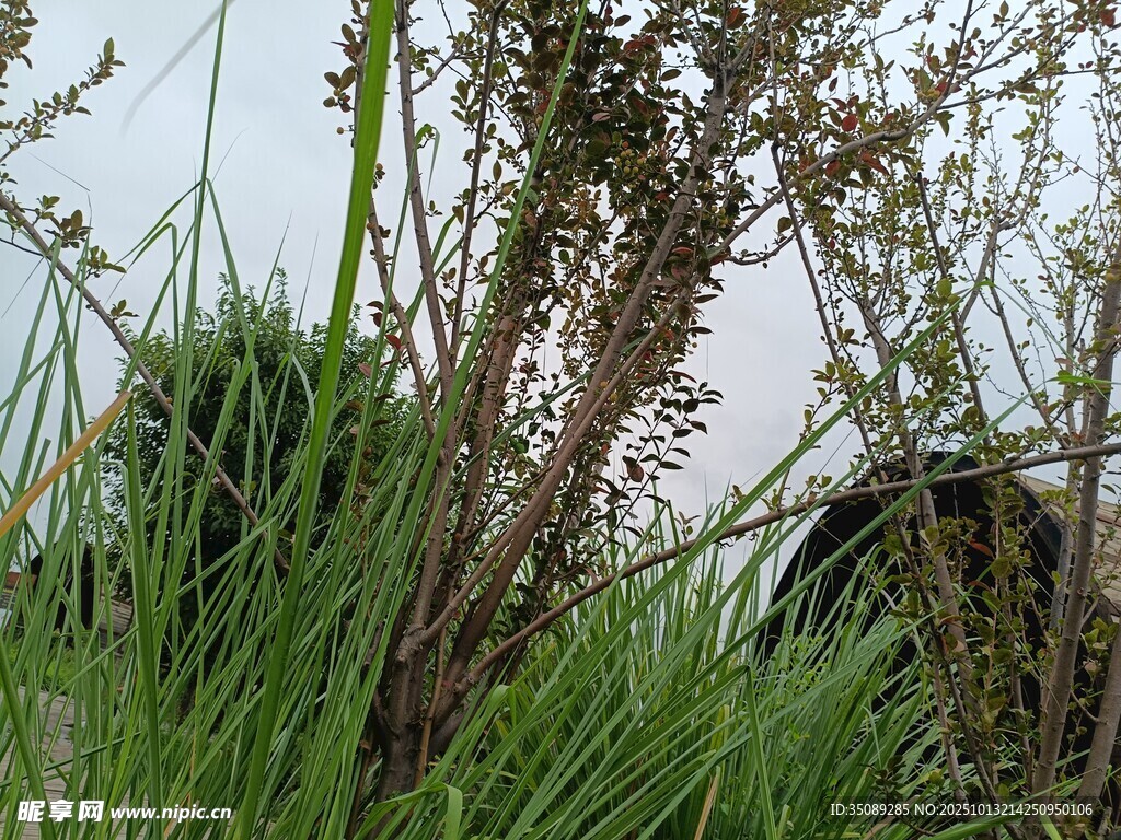 野外绿植特写