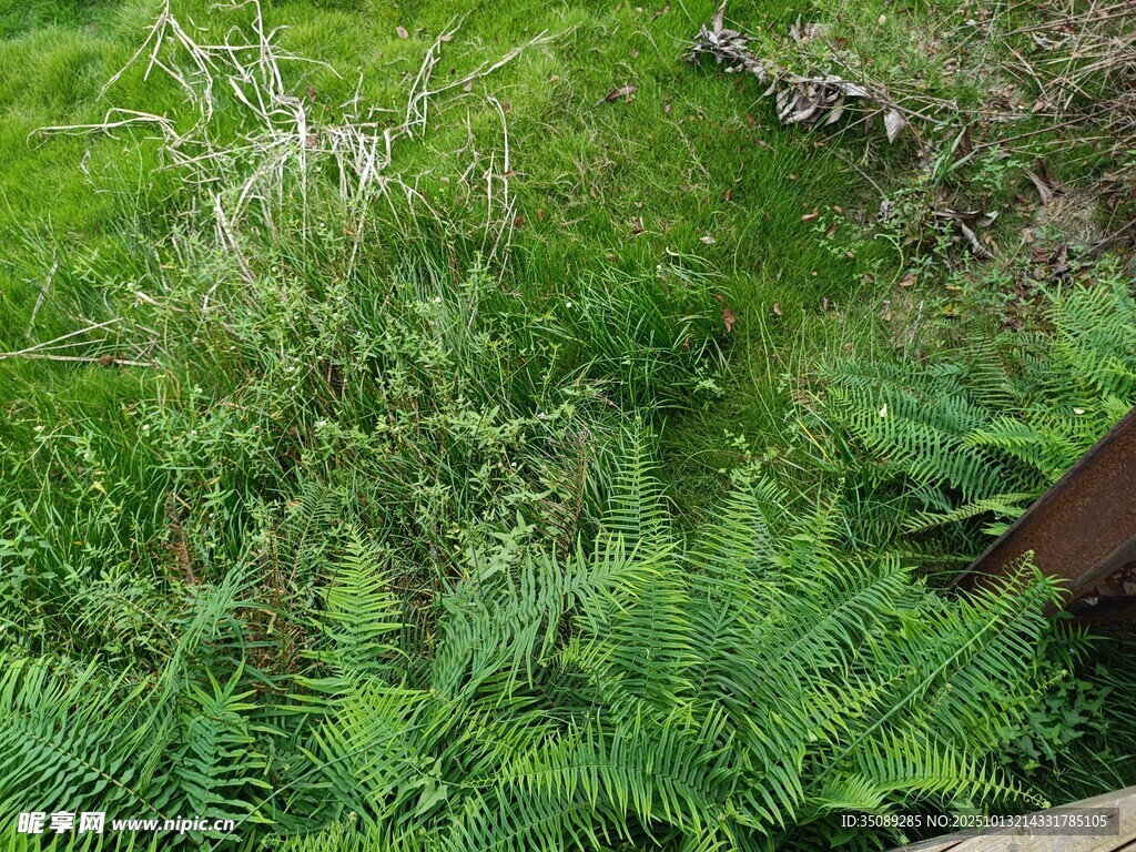 繁茂绿植中的蕨类植物景观