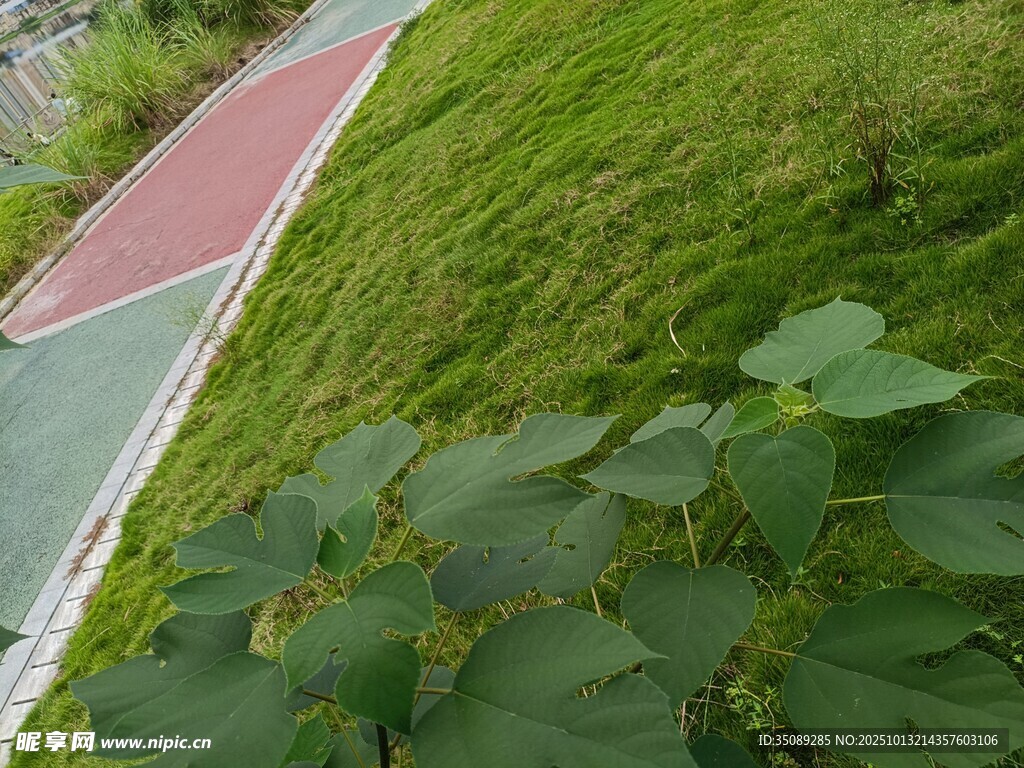 绿草荷叶旁的多彩步道