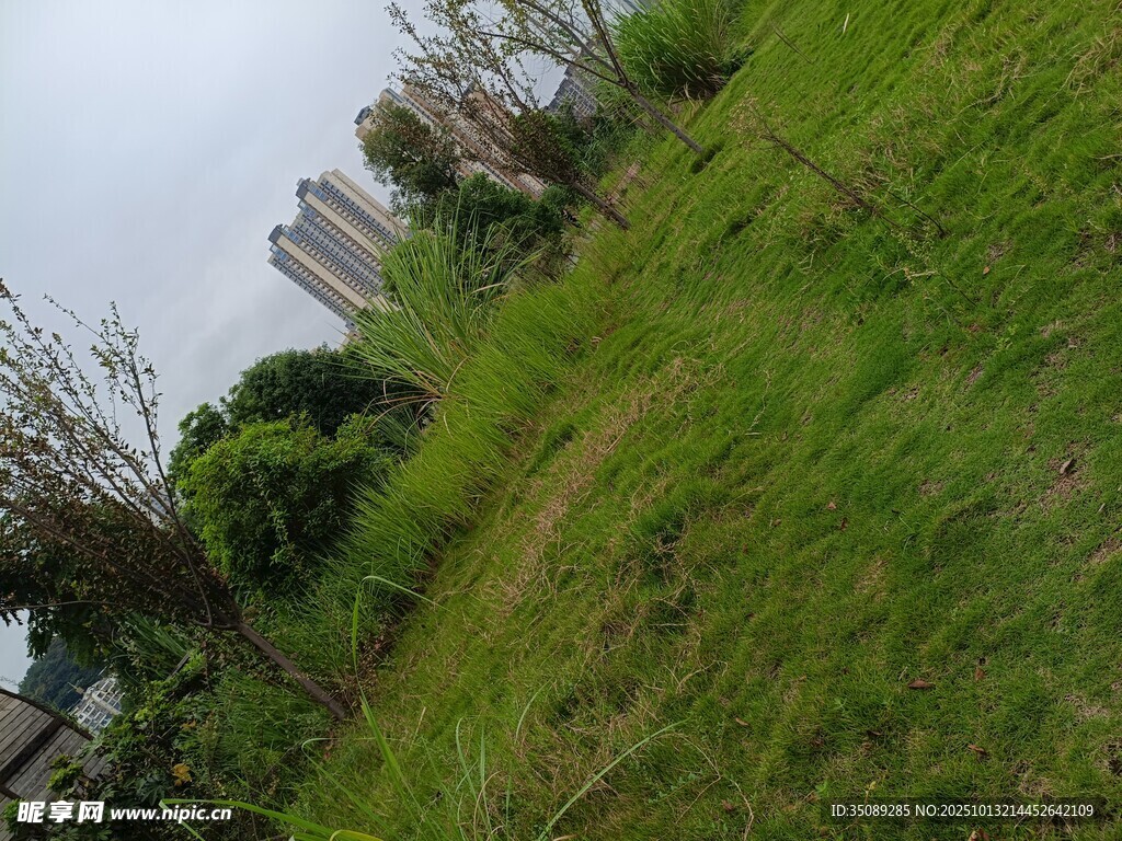 户外草地绿植景观