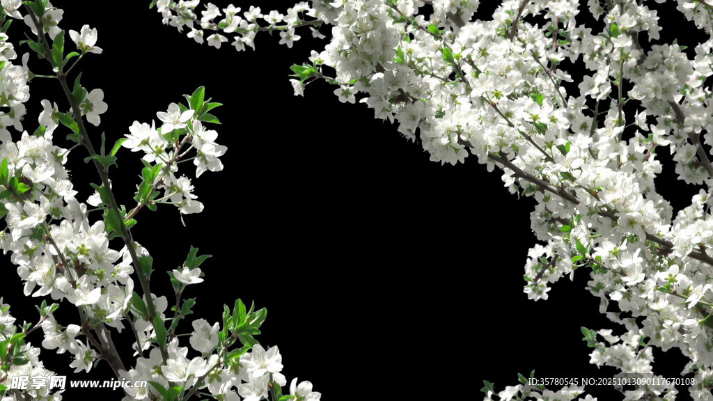 白色繁花环绕黑色背景