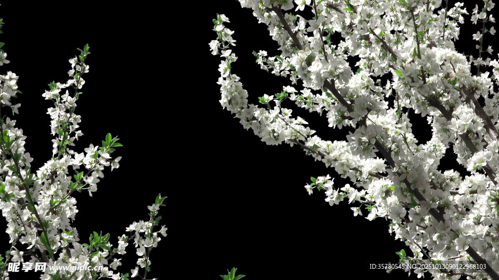 洁白繁花枝头绽放