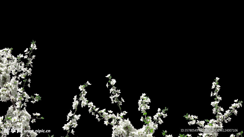 枝头绽放的洁白花朵