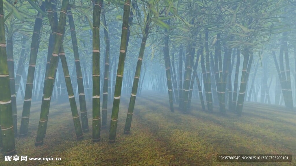 雾中竹林静谧自然之景