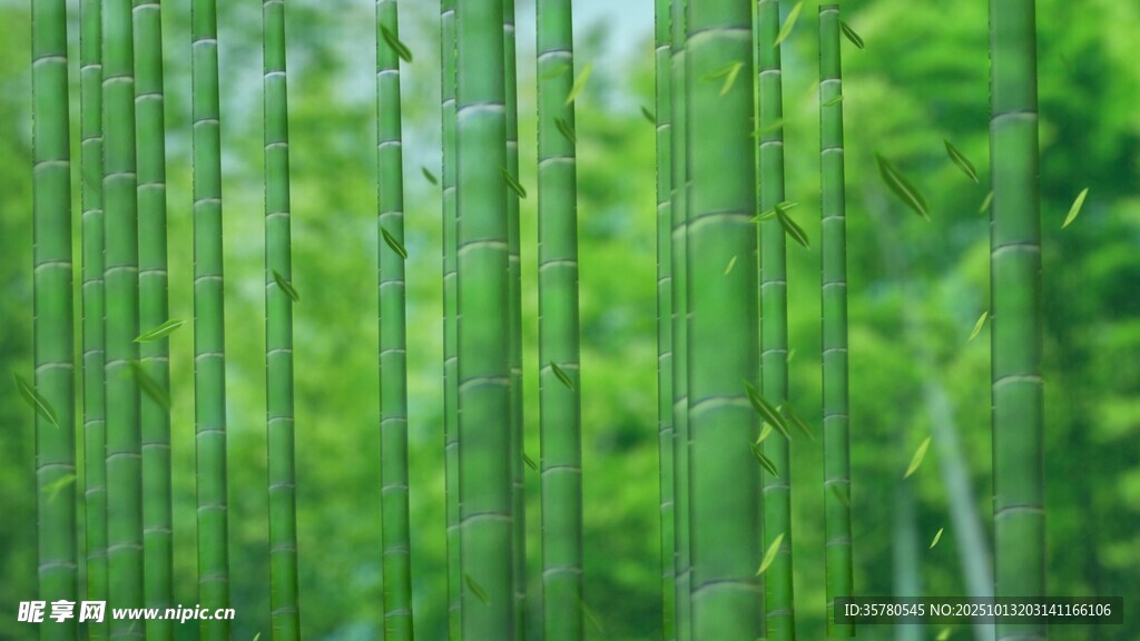 翠绿竹林清新自然之景