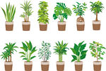 盆栽植物插图