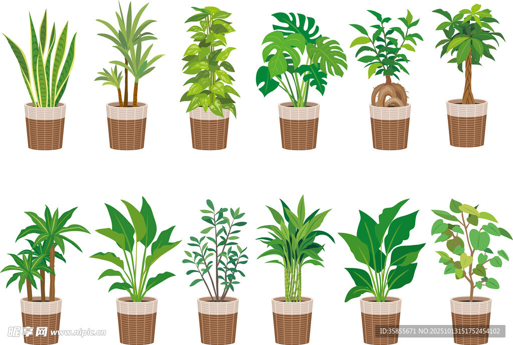 盆栽植物插图