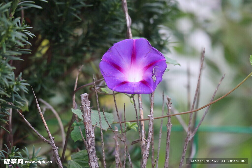 牵牛花