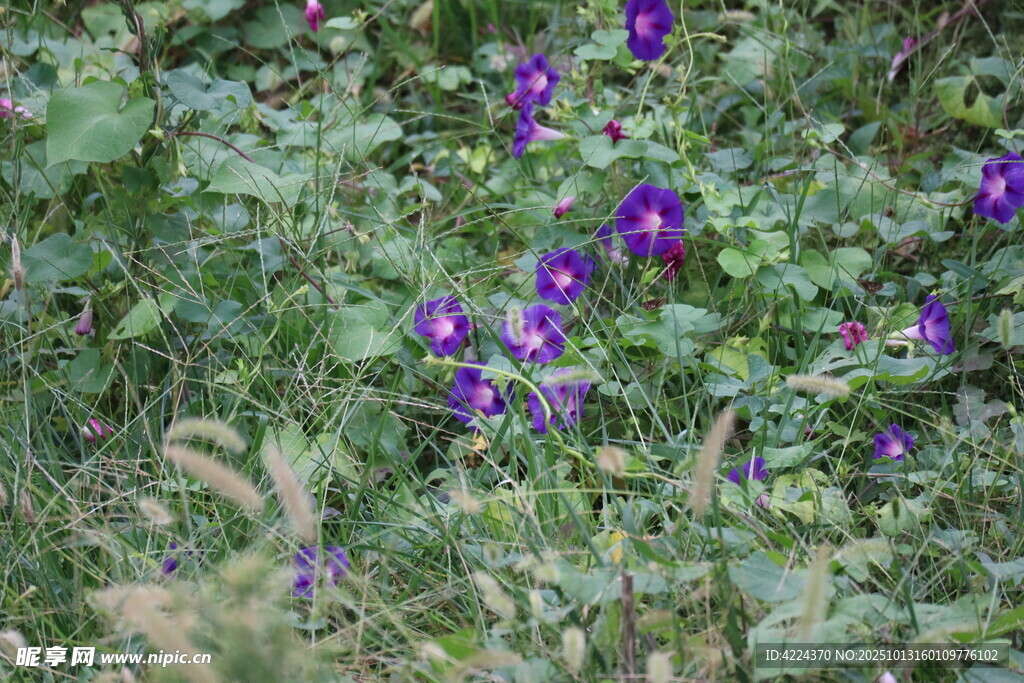牵牛花