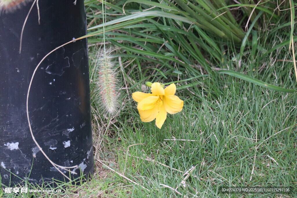 北黄花菜