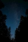 森林夜空下的璀璨繁星