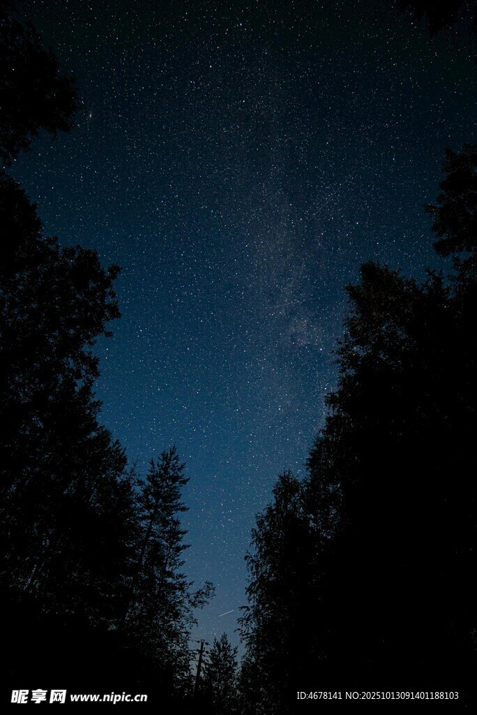 森林夜空下的璀璨繁星