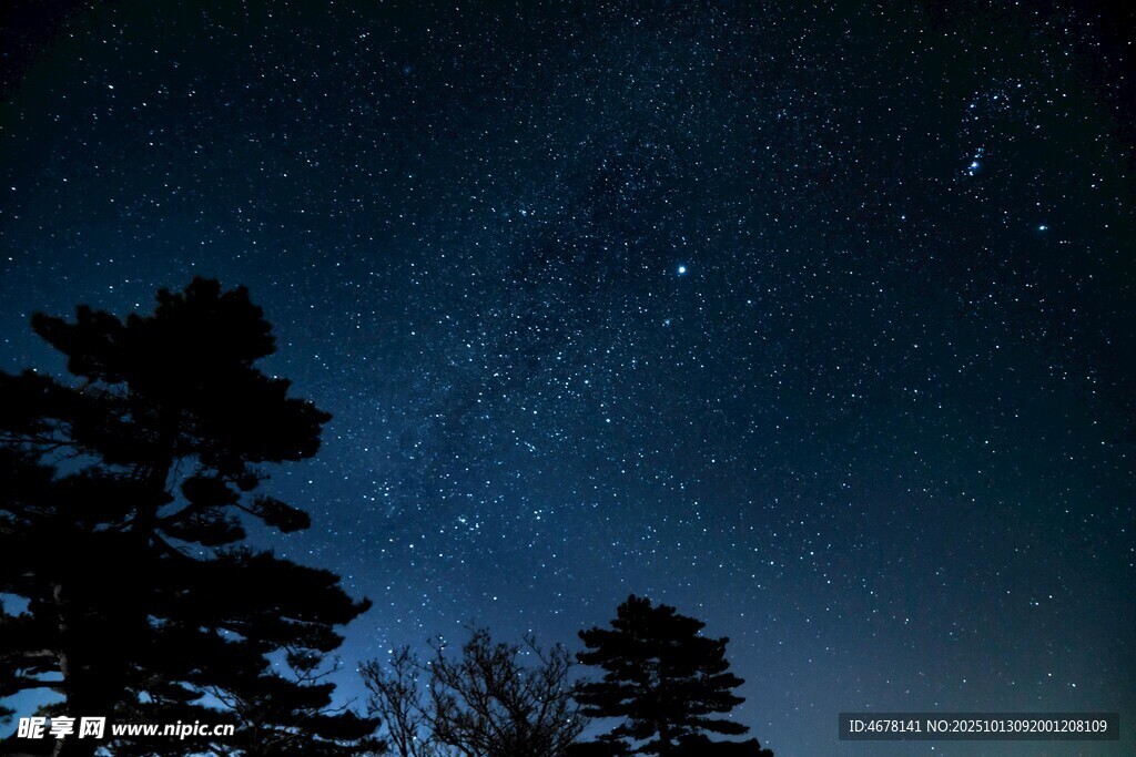 夜空下的树木与闪烁繁星